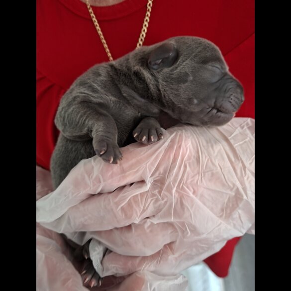 Staffordshire Bull Terrier - Bitches