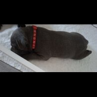 Staffordshire Bull Terrier - Bitches