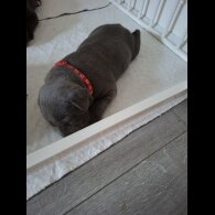 Staffordshire Bull Terrier - Bitches