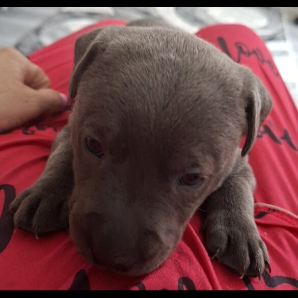 Staffordshire Bull Terrier - Bitches