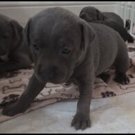Staffordshire Bull Terrier - Bitches