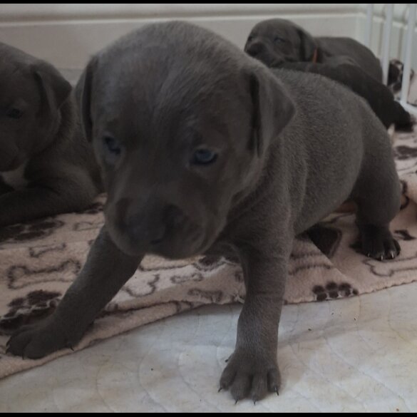 Staffordshire Bull Terrier - Bitches