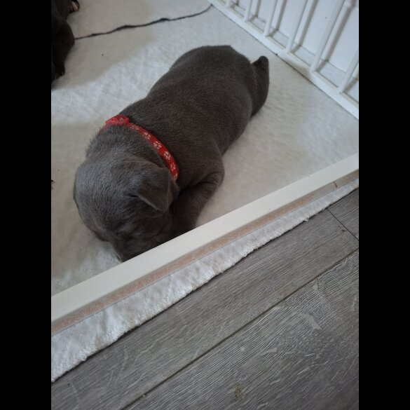 Staffordshire Bull Terrier - Both