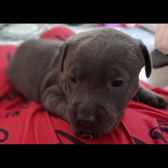 Staffordshire Bull Terrier - Bitches
