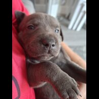 Staffordshire Bull Terrier - Bitches