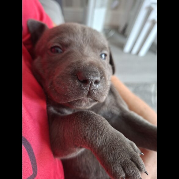 Staffordshire Bull Terrier - Bitches