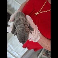 Staffordshire Bull Terrier - Bitches