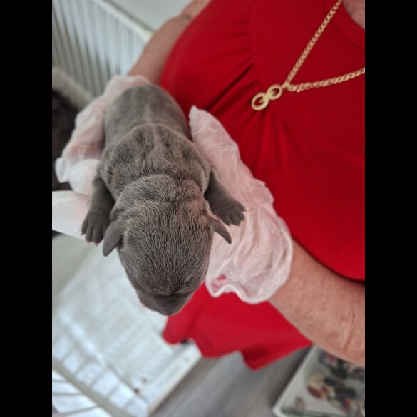 Staffordshire Bull Terrier - Bitches