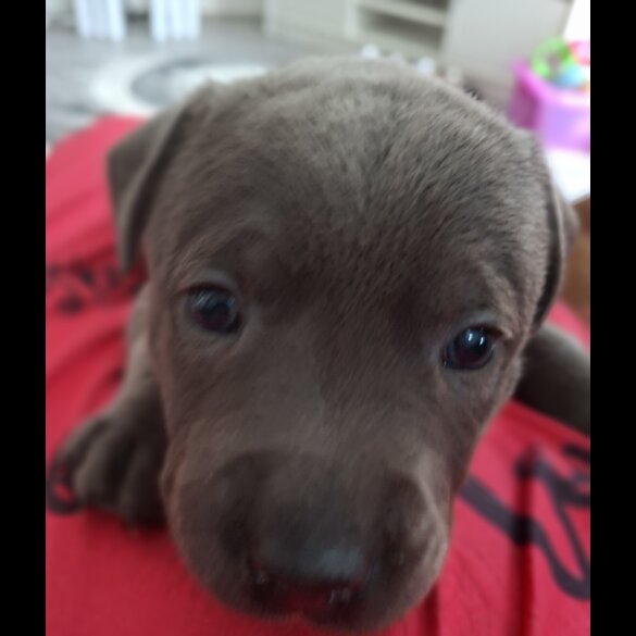 Staffordshire Bull Terrier - Bitches