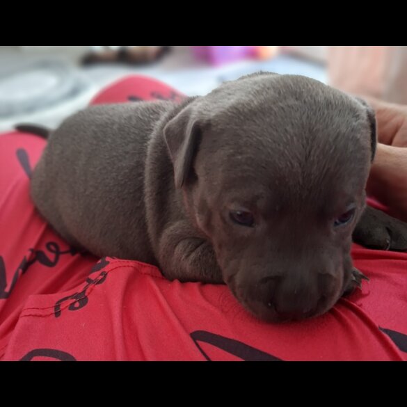 Staffordshire Bull Terrier - Bitches