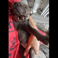 Staffordshire Bull Terrier - Bitches