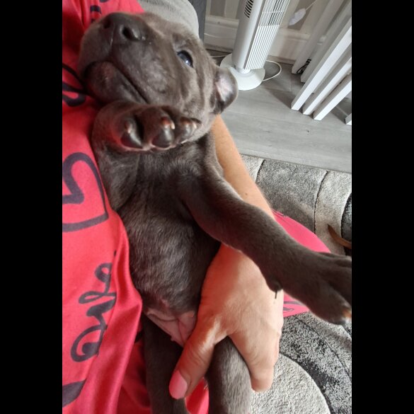 Staffordshire Bull Terrier - Bitches
