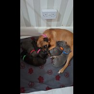 Staffordshire Bull Terrier - Both