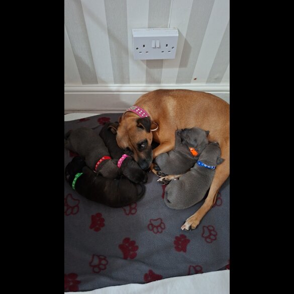 Staffordshire Bull Terrier - Both