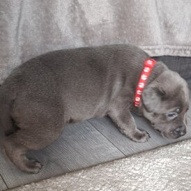 Staffordshire Bull Terrier - Bitches