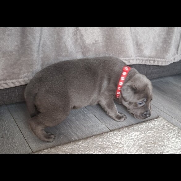 Staffordshire Bull Terrier - Bitches