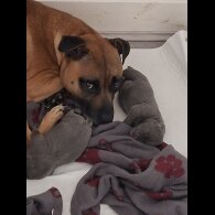 Staffordshire Bull Terrier - Bitches
