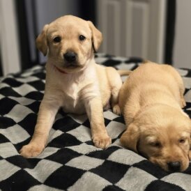 Labrador Retriever - Bitches