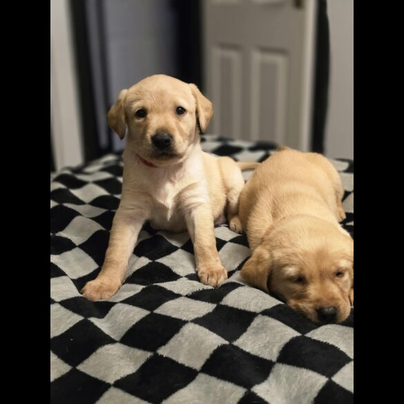 Labrador Retriever - Bitches
