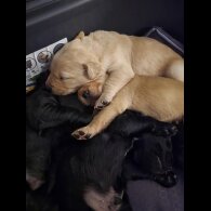 Labrador Retriever - Bitches