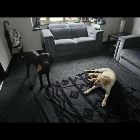Labrador Retriever - Bitches