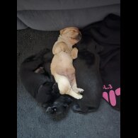 Labrador Retriever - Bitches