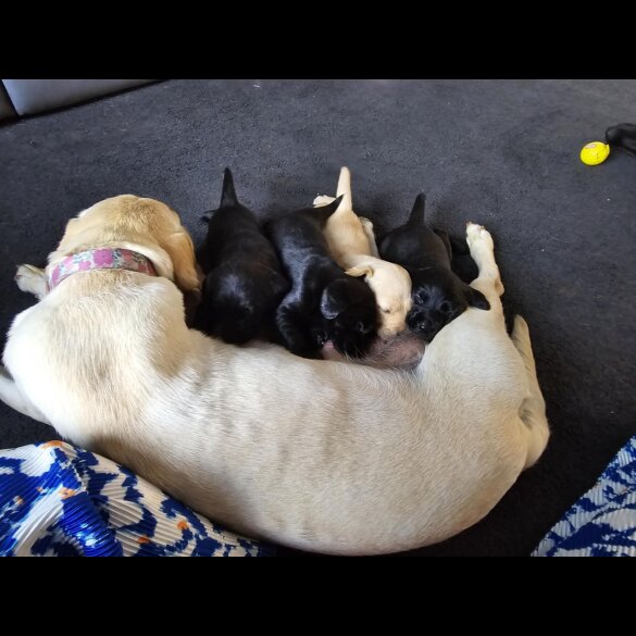 Labrador Retriever - Bitches