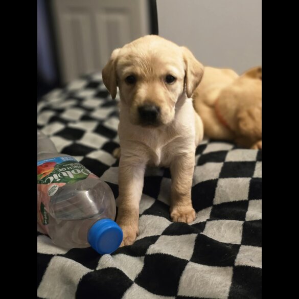 Labrador Retriever - Bitches