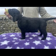 Flat Coated Retriever - Both