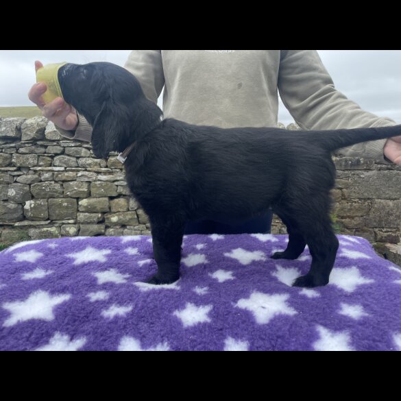Flat Coated Retriever - Both