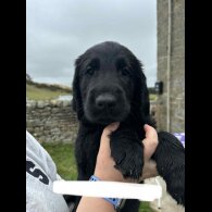 Flat Coated Retriever - Both