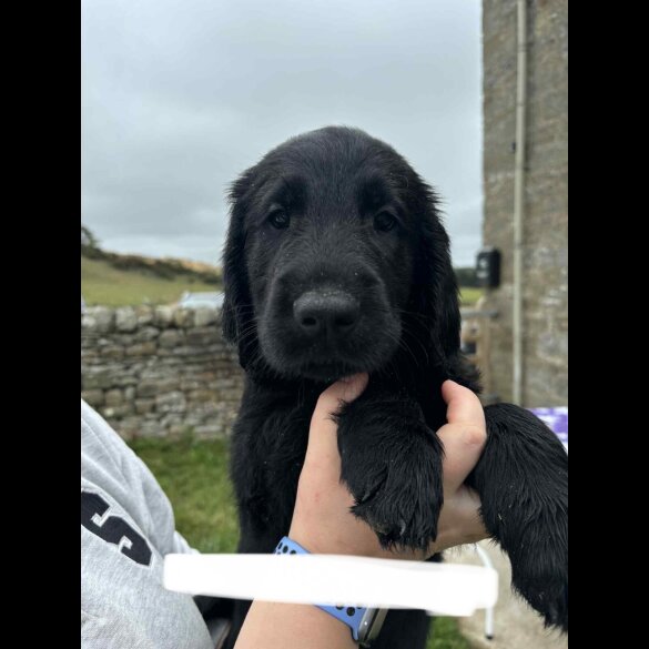 Flat Coated Retriever - Both