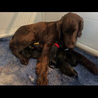 Flat Coated Retriever - Both