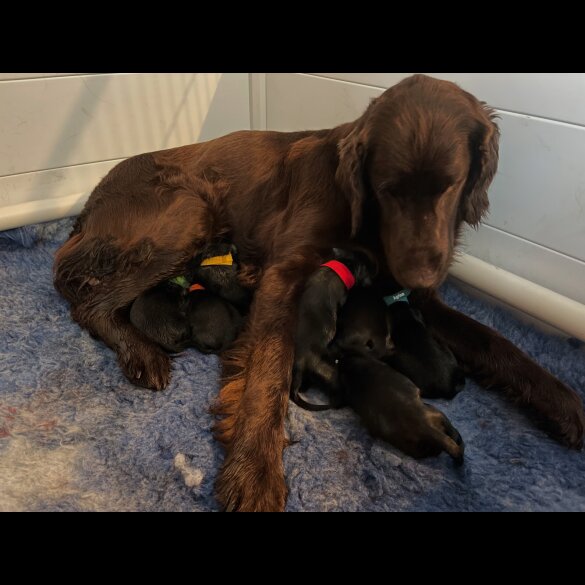 Flat Coated Retriever - Both
