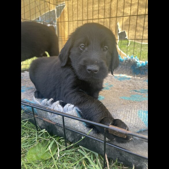 Flat Coated Retriever - Both