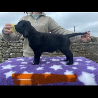 Flat Coated Retriever - Both