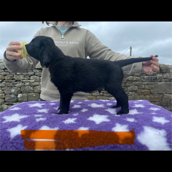 Flat Coated Retriever - Both