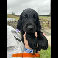 Flat Coated Retriever - Both