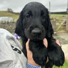 Flat Coated Retriever - Both