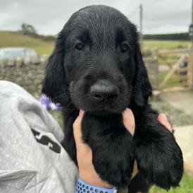 Flat Coated Retriever - Both