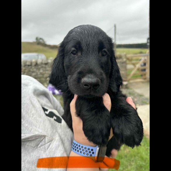 Flat Coated Retriever - Both
