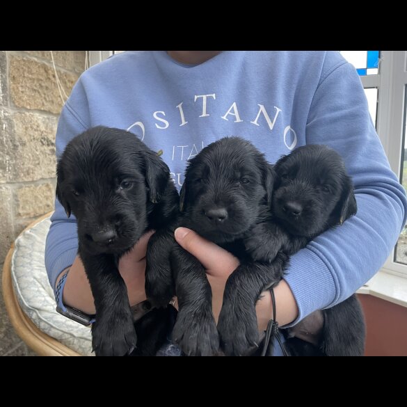 Flat Coated Retriever - Both
