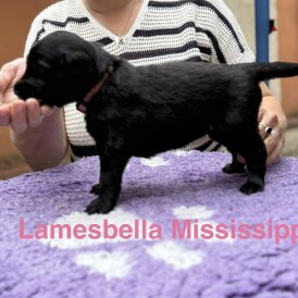 Flat Coated Retriever - Both