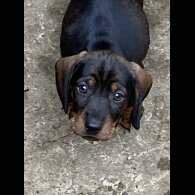 Dachshund (Standard &amp; Miniature) - Dogs