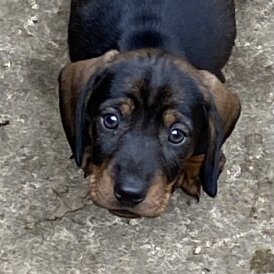 Dachshund (Standard &amp; Miniature) - Dogs