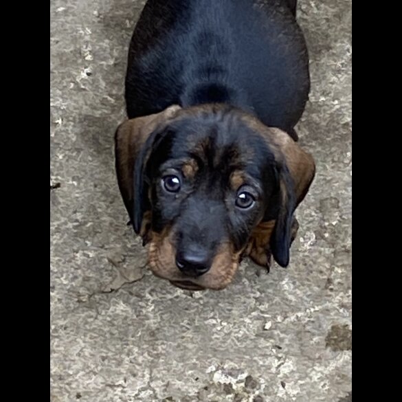 Dachshund (Standard &amp; Miniature) - Dogs