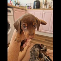 Dachshund (Standard &amp; Miniature) - Both