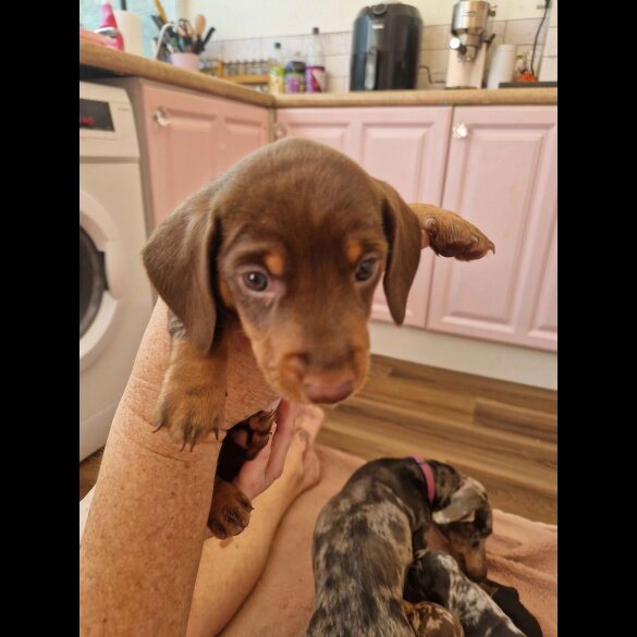 Dachshund (Standard &amp; Miniature) - Both