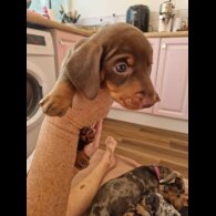 Dachshund (Standard &amp; Miniature) - Both