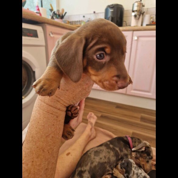 Dachshund (Standard &amp; Miniature) - Both
